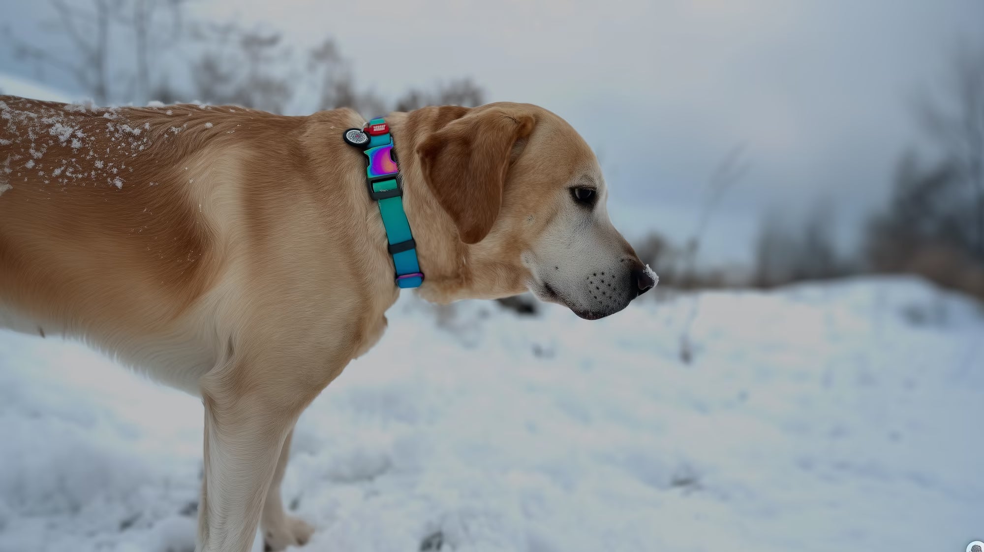 Collars