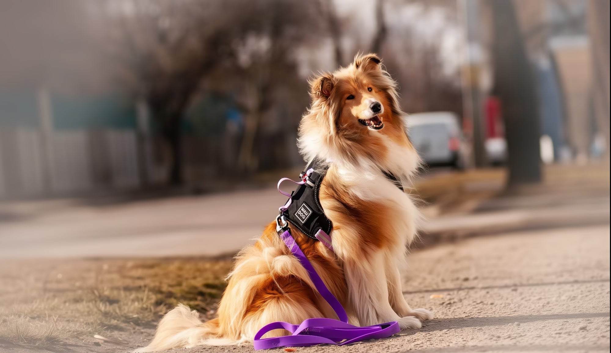 Walk