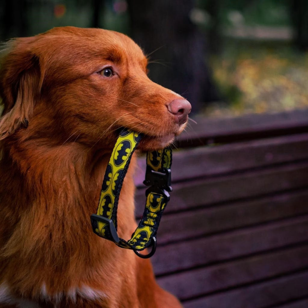 Batman Dog Collar with QR ID Tag