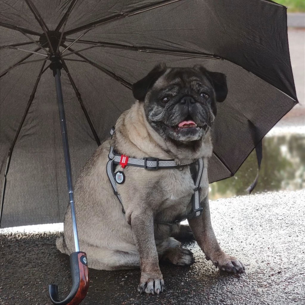 Waterproof Reflective Dog Harness with QR ID Tag