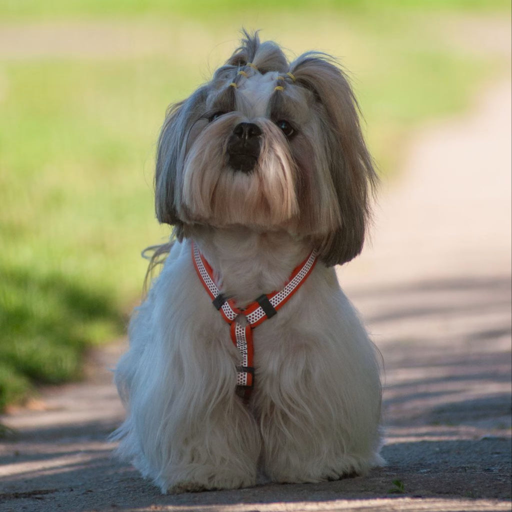 Waterproof Reflective Dog Harness with QR ID Tag