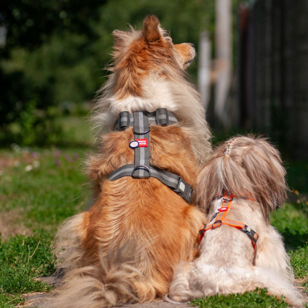 Waterproof Reflective Dog Harness with QR ID Tag