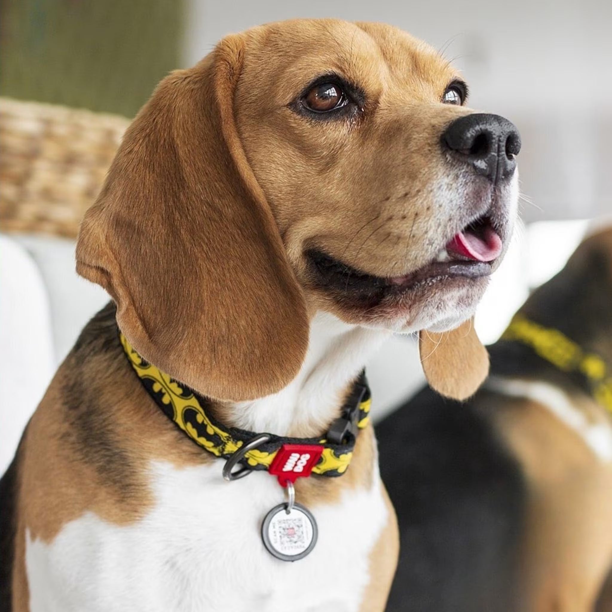 Batman Dog Collar with QR ID Tag