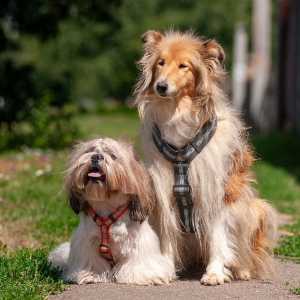 Waterproof Reflective Dog Harness with QR ID Tag