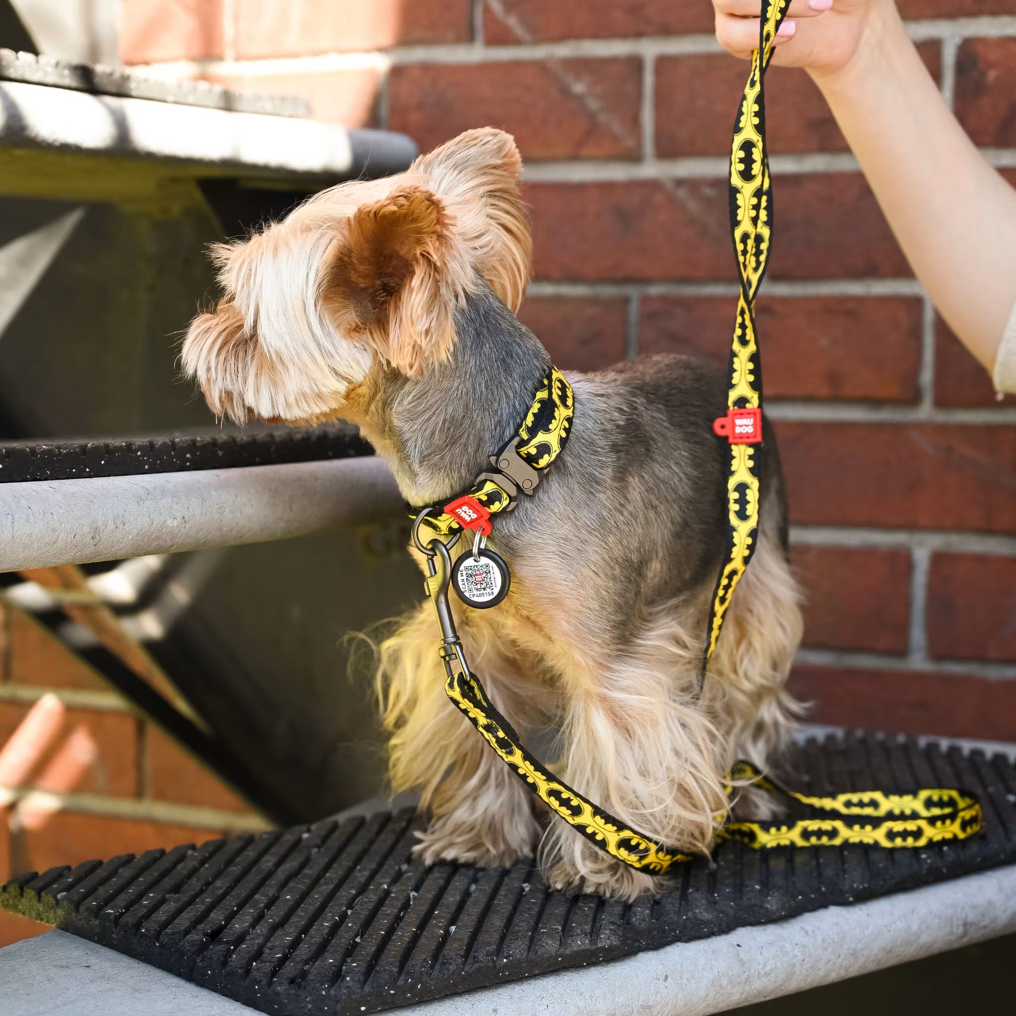 Batman Dog Collar with QR ID Tag