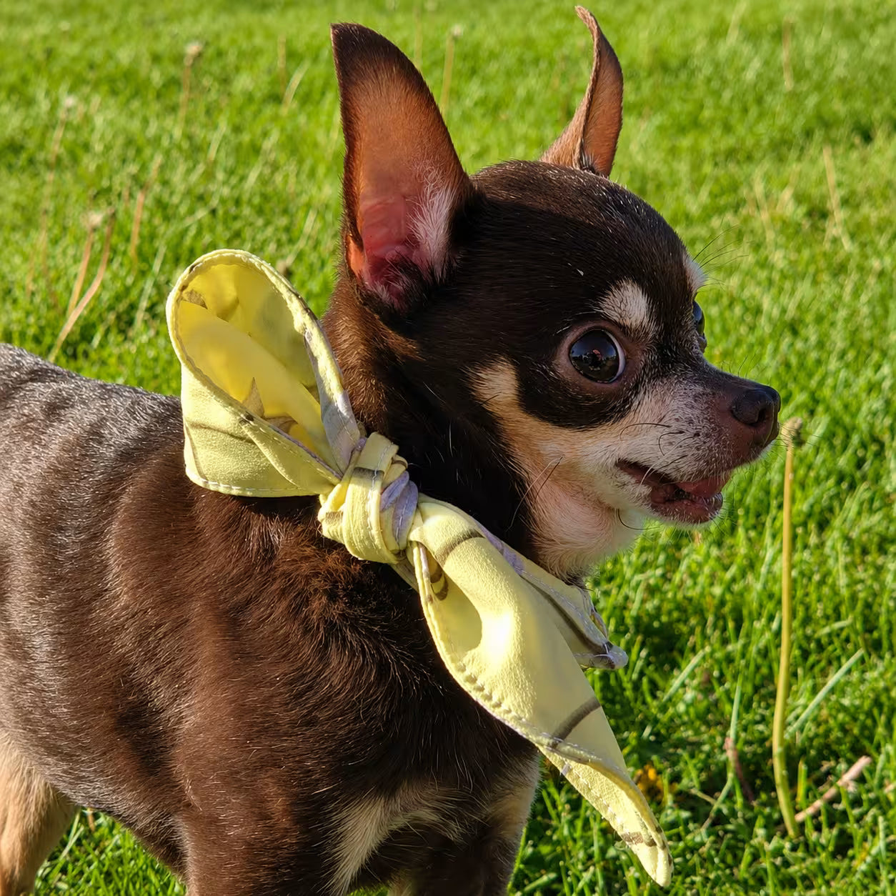 Designer Dog Bandana