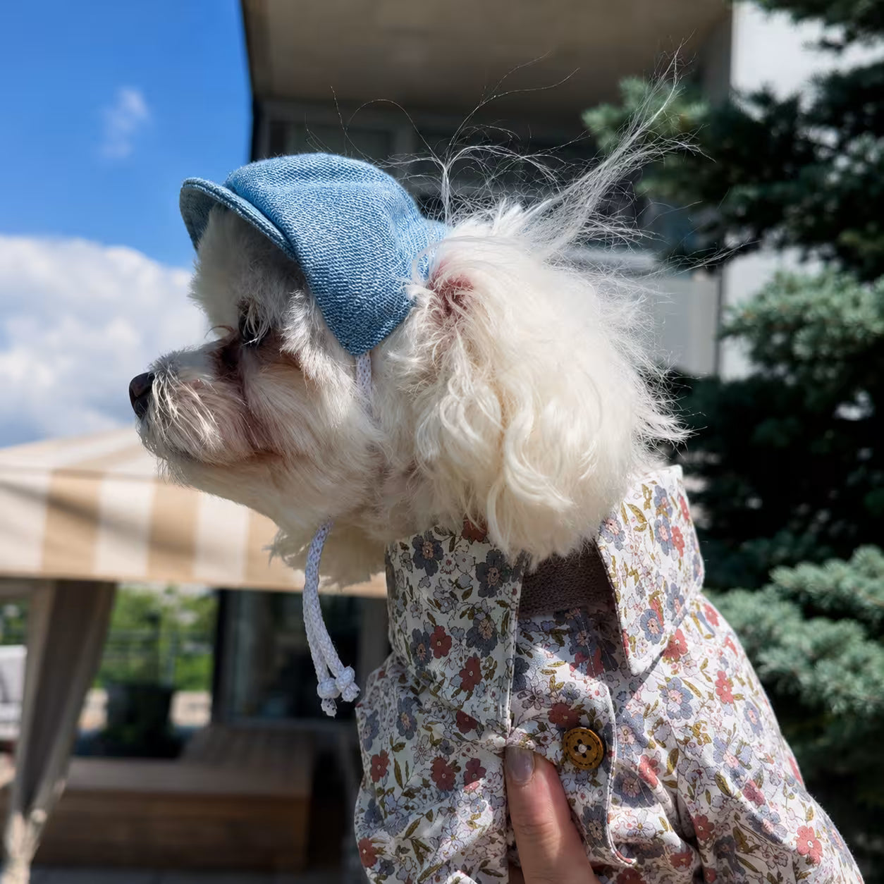 Jeans and Cap Denim Set for Small Dogs