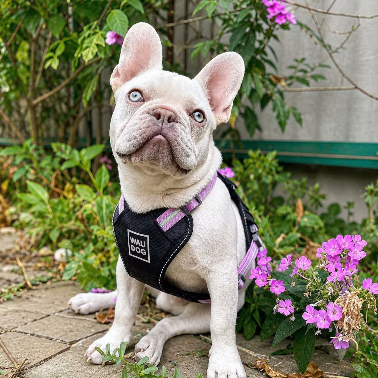 Safe Ergonomic Dog Harness with QR ID Tag
