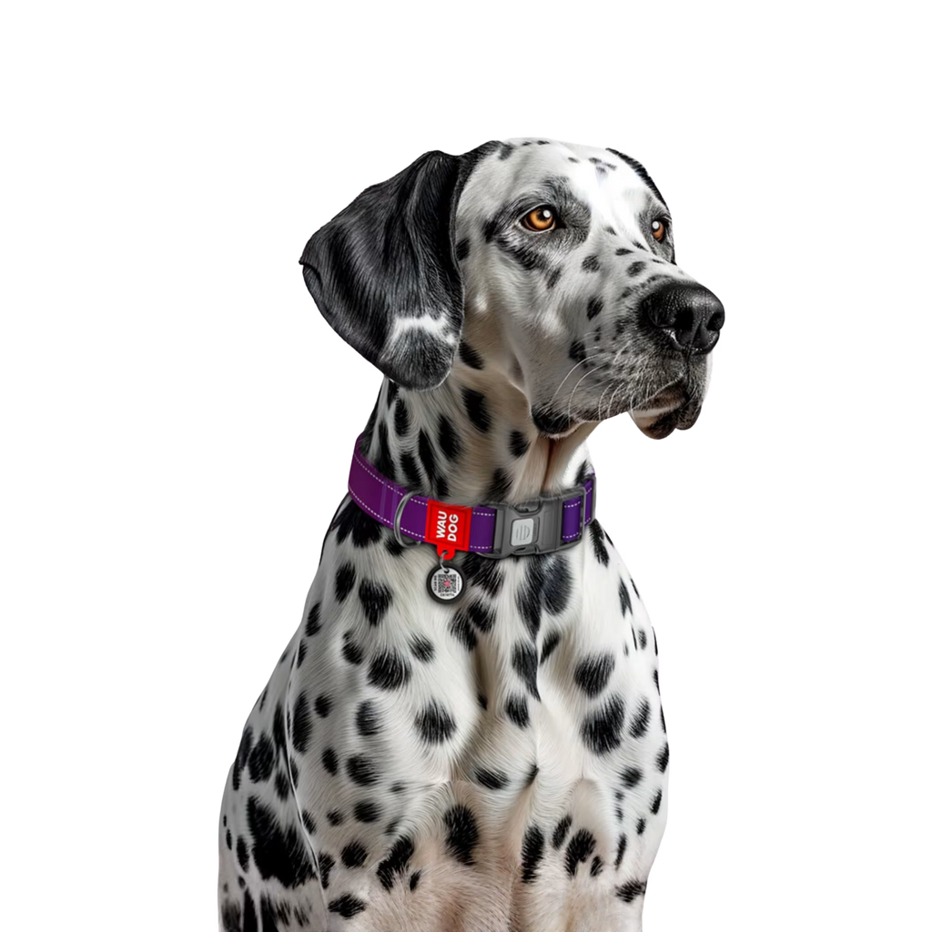 Mono Reflective Dog Collar with QR ID Tag