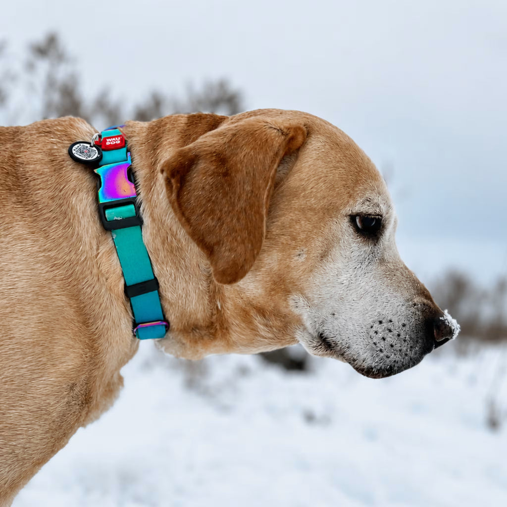 Gradient Recycled Nylon Dog Collar with QR Passport