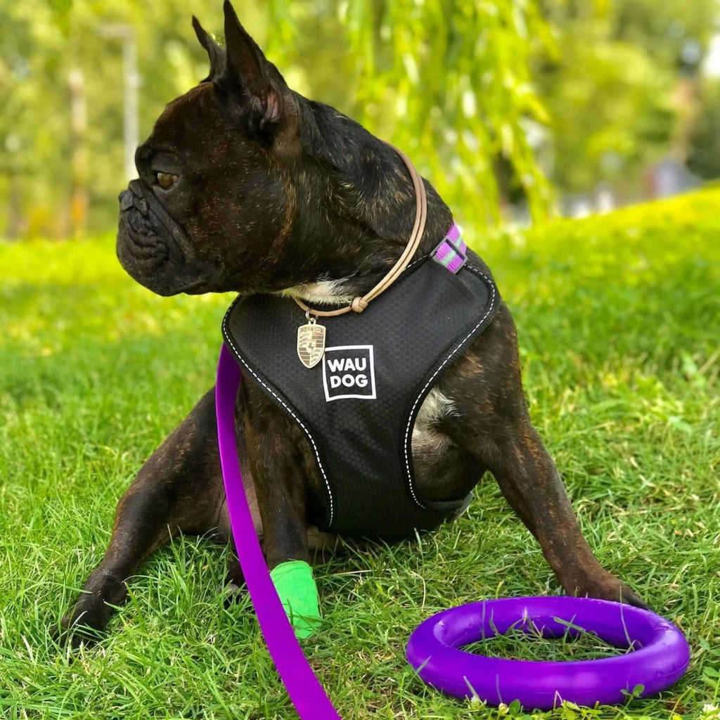 Safe Ergonomic Dog Harness with QR ID Tag