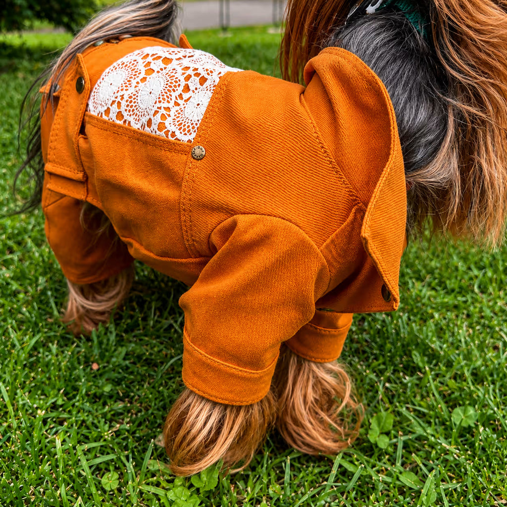 Designer Denim Dog Jacket & Pants Set with Lace