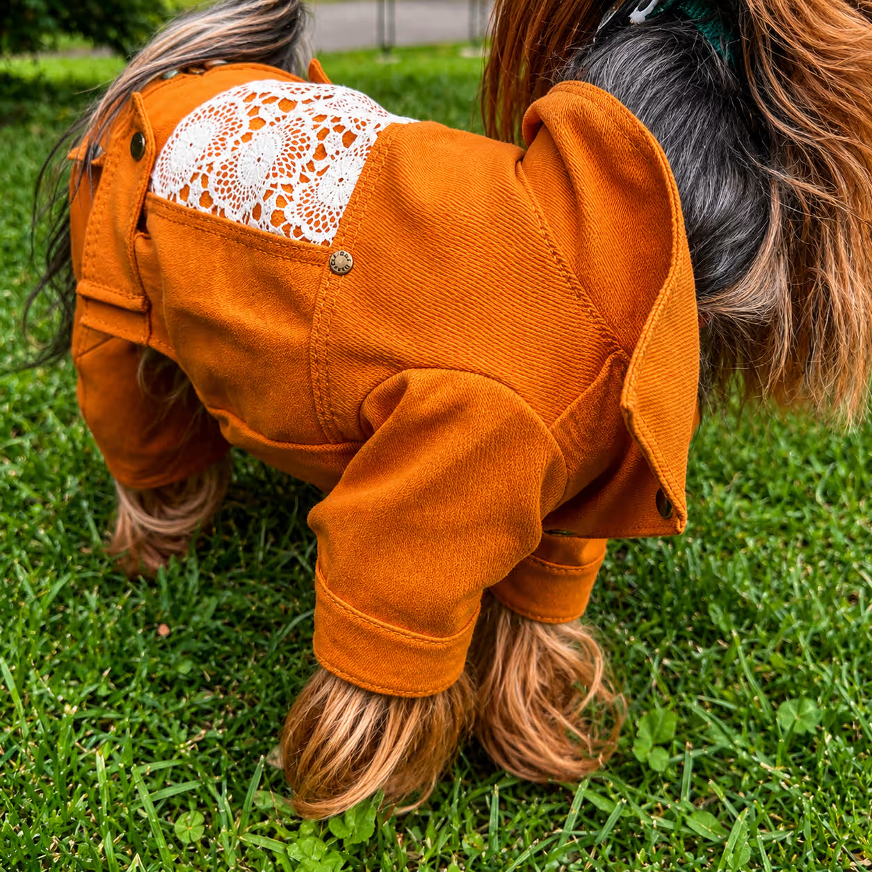 Designer Denim Dog Jacket & Pants Set with Lace