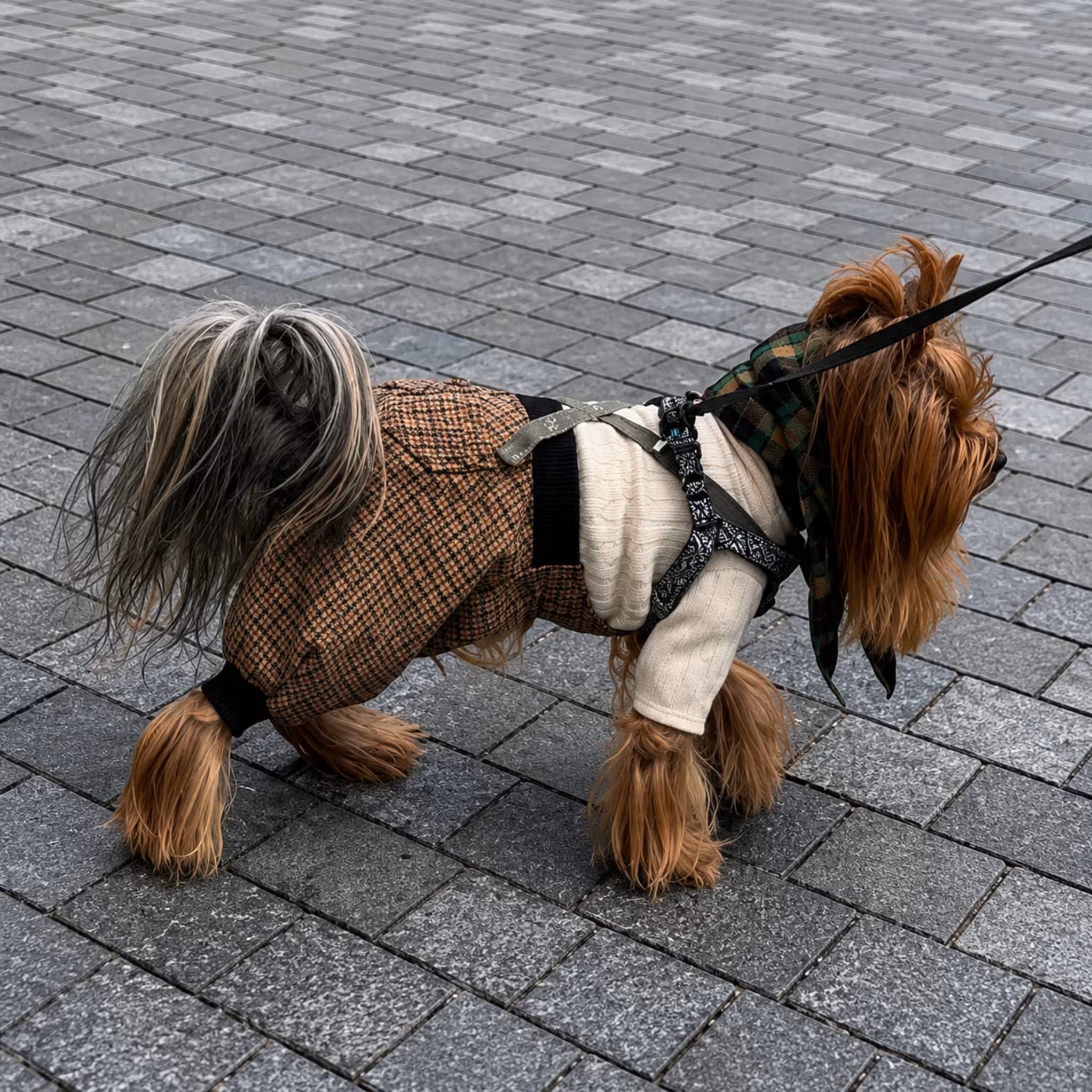 Scotsdog Wool Dog Pants