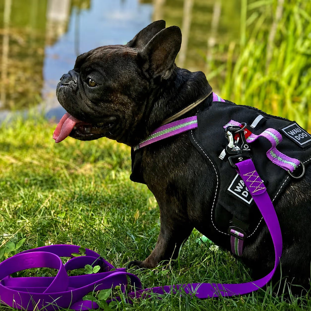 Safe Ergonomic Dog Harness with QR ID Tag