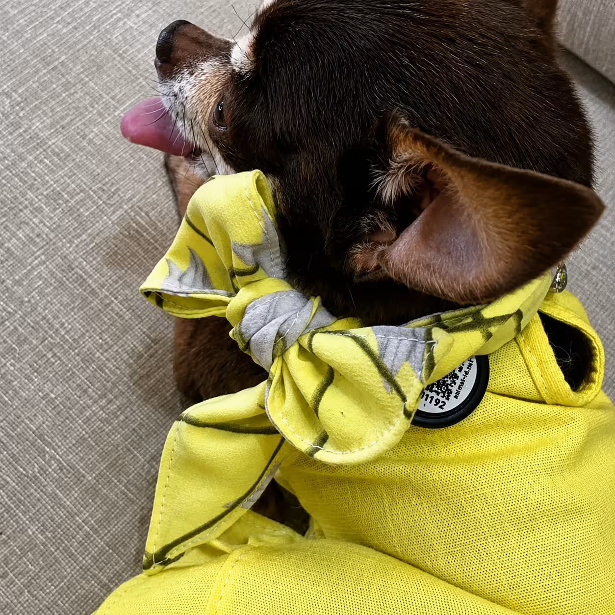 Designer Dog Bandana