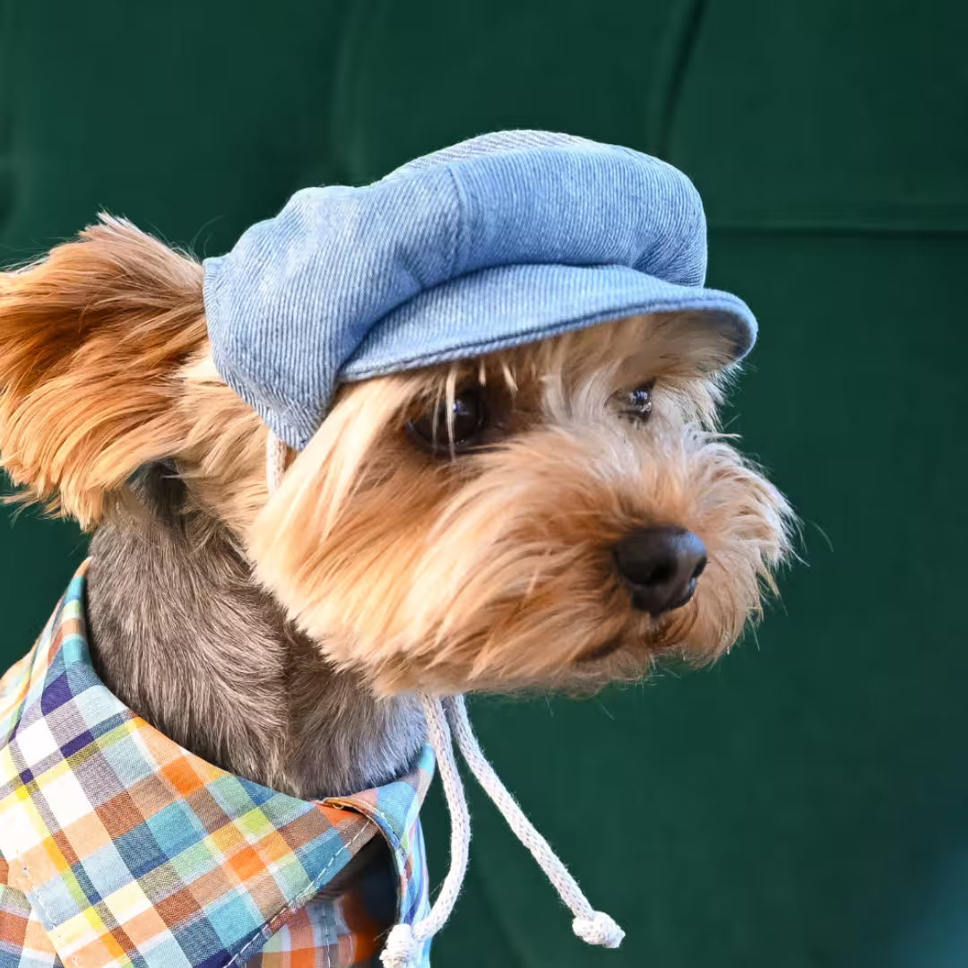 Jeans and Cap Denim Set for Small Dogs