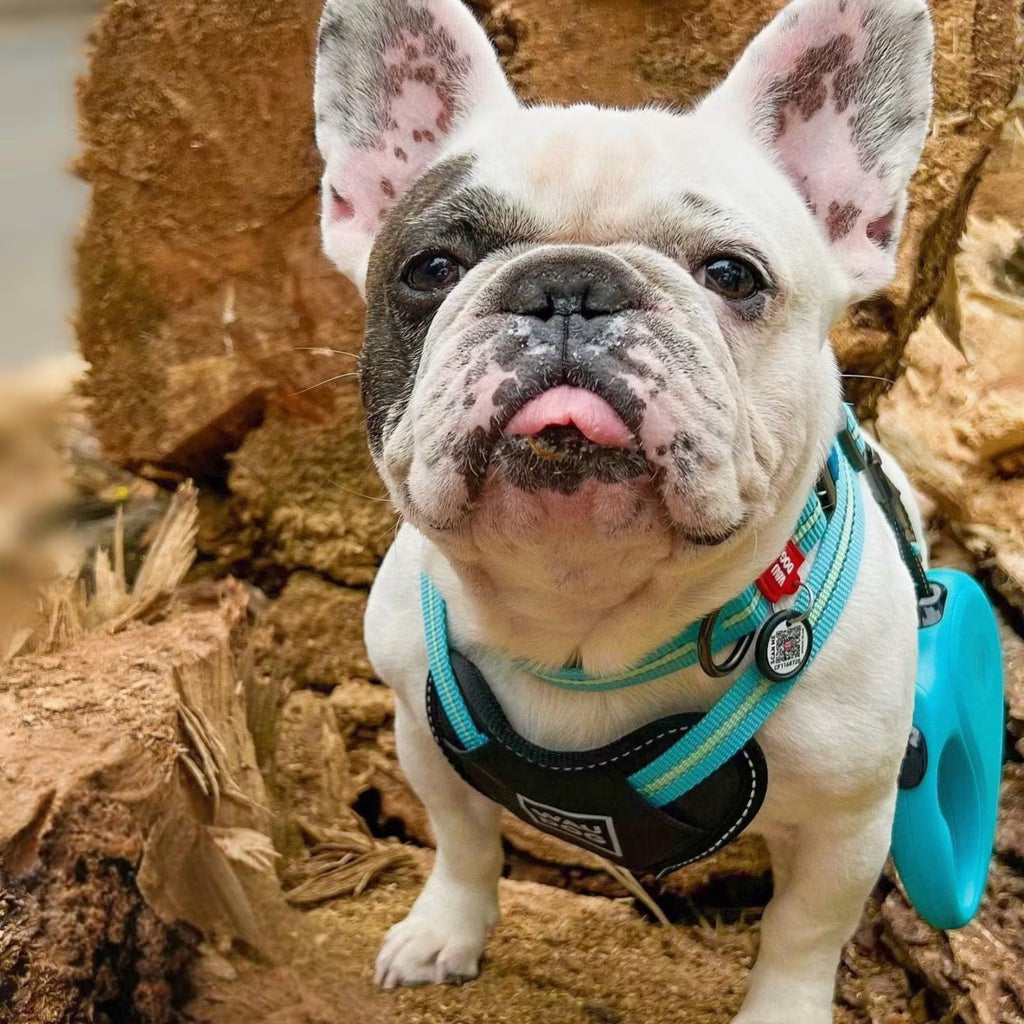 Safe Ergonomic Dog Harness with QR ID Tag