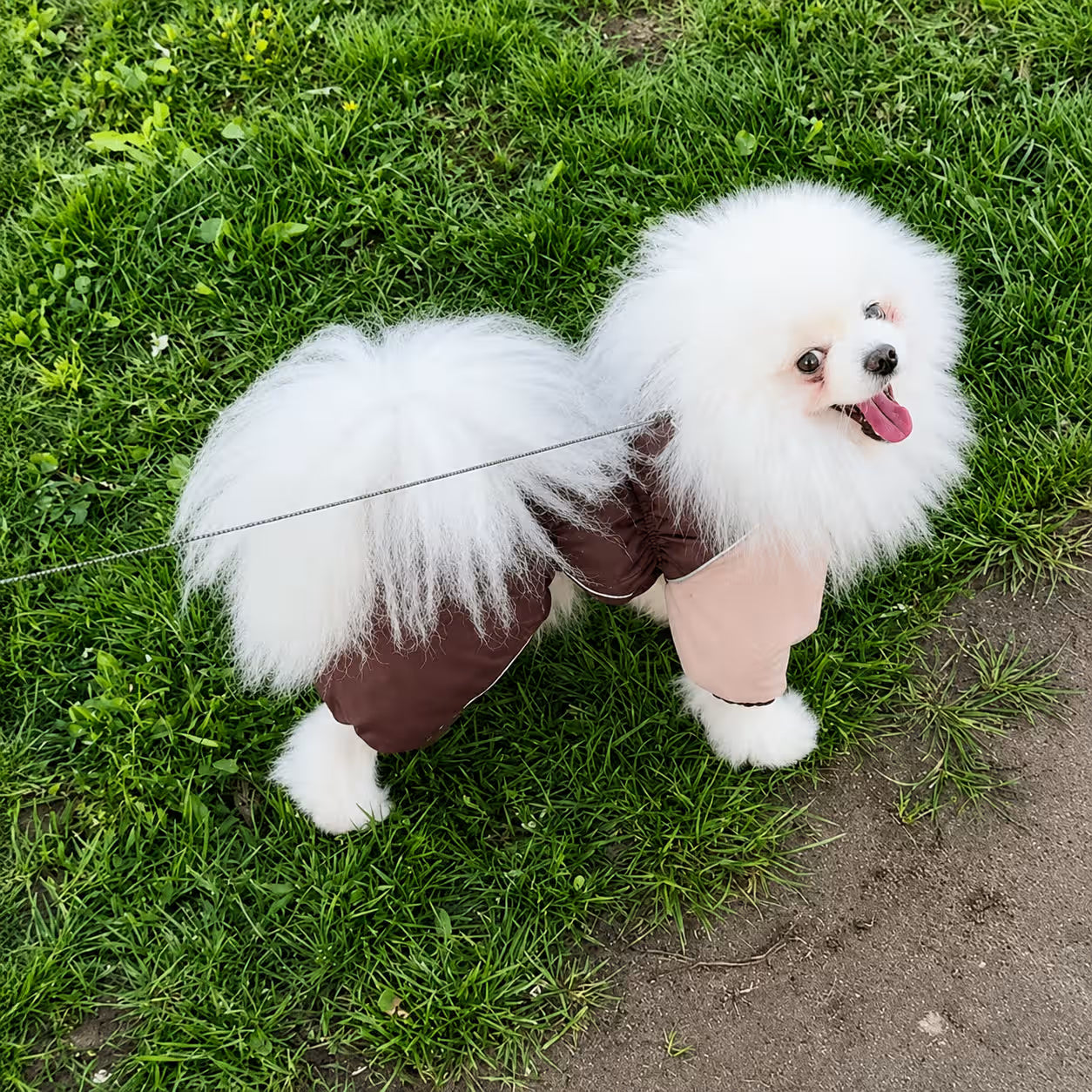 Waterproof Dog Raincoat for Pomeranians