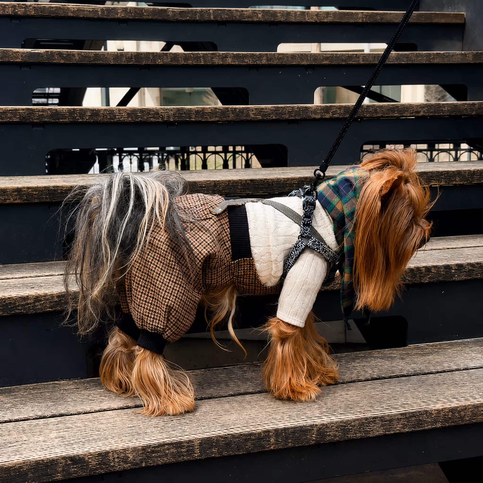 Scotsdog Wool Dog Pants