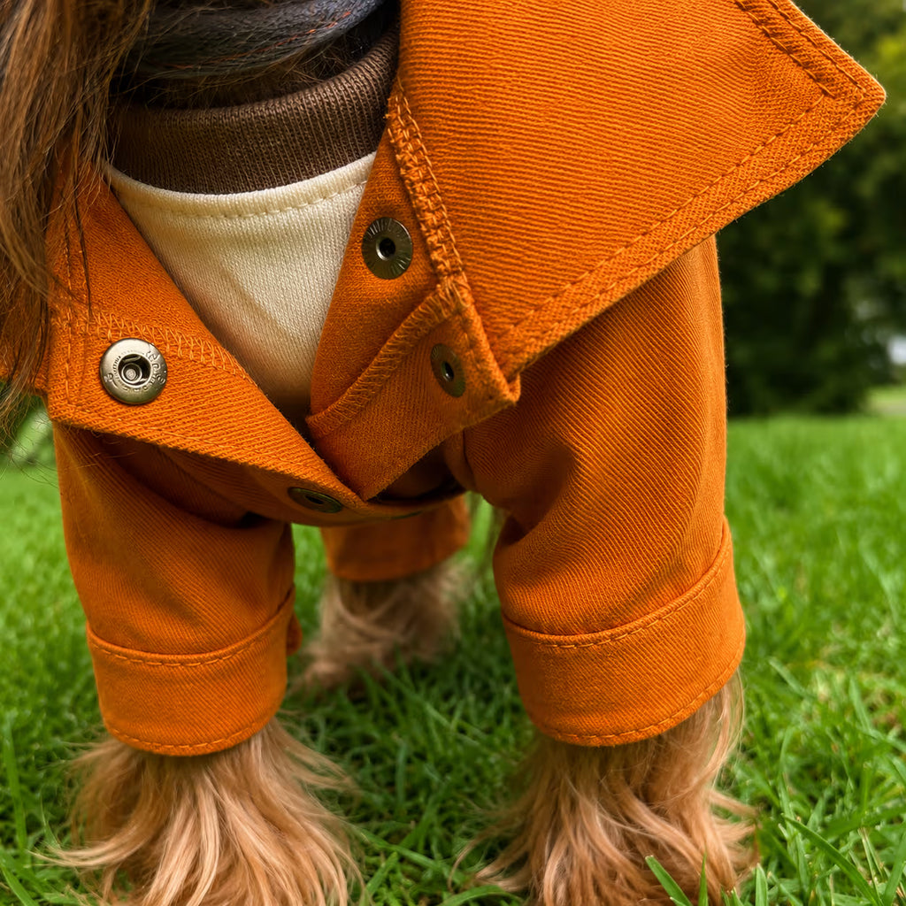 Designer Denim Dog Jacket & Pants Set with Lace