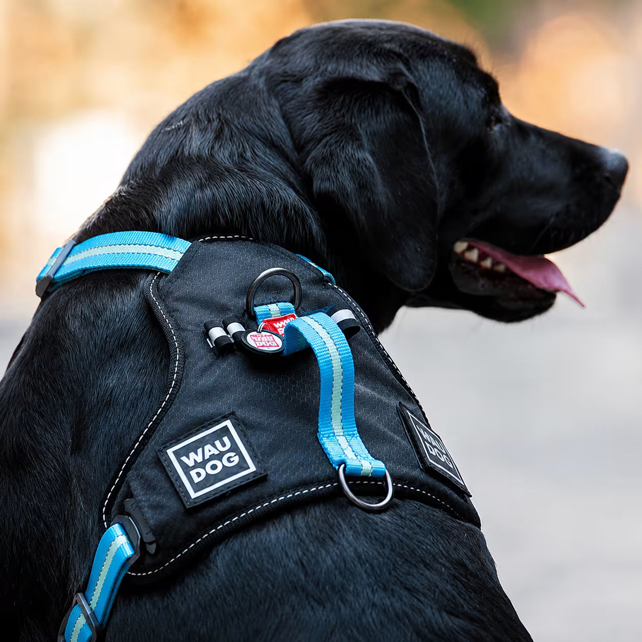 Safe Ergonomic Dog Harness with QR ID Tag