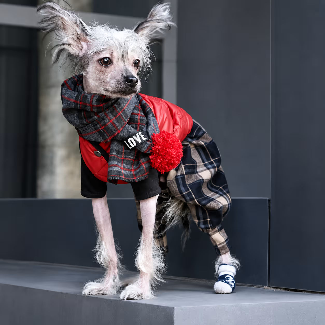 Scotsdog Wool Dog Pants