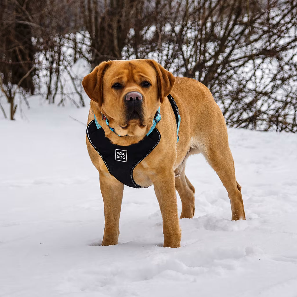 Safe Ergonomic Dog Harness with QR ID Tag