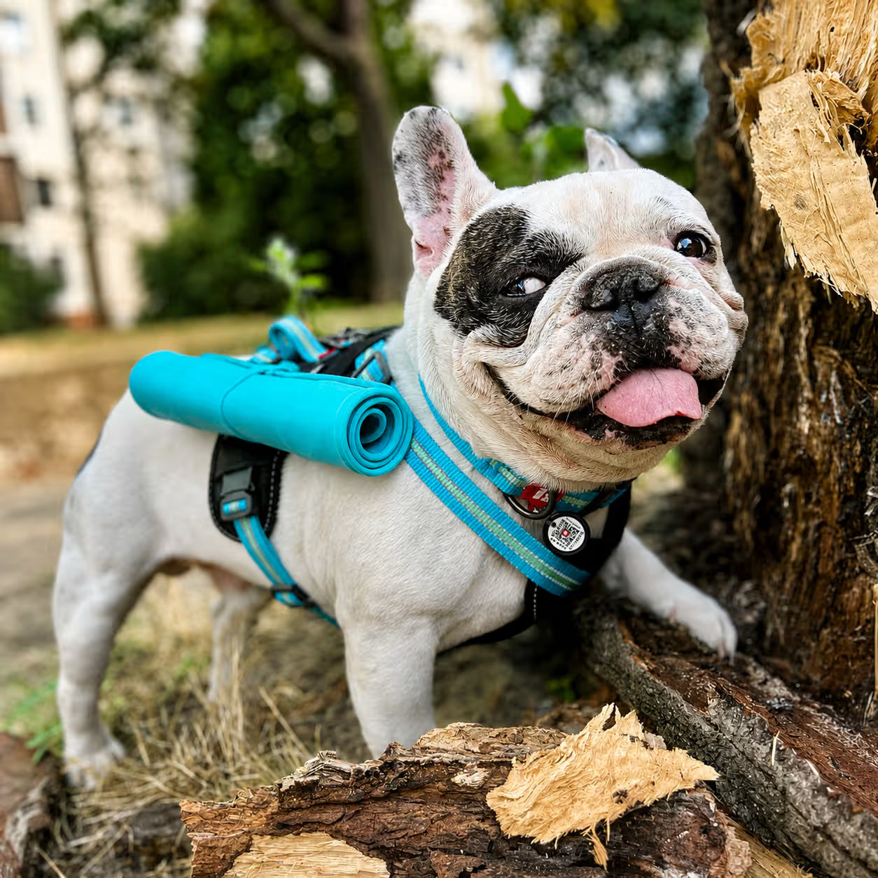 Safe Ergonomic Dog Harness with QR ID Tag