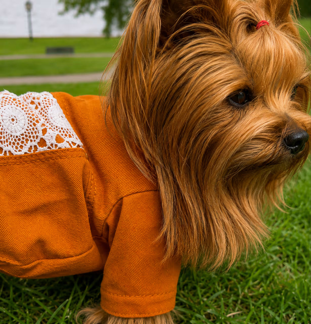 Designer Denim Dog Jacket & Pants Set with Lace