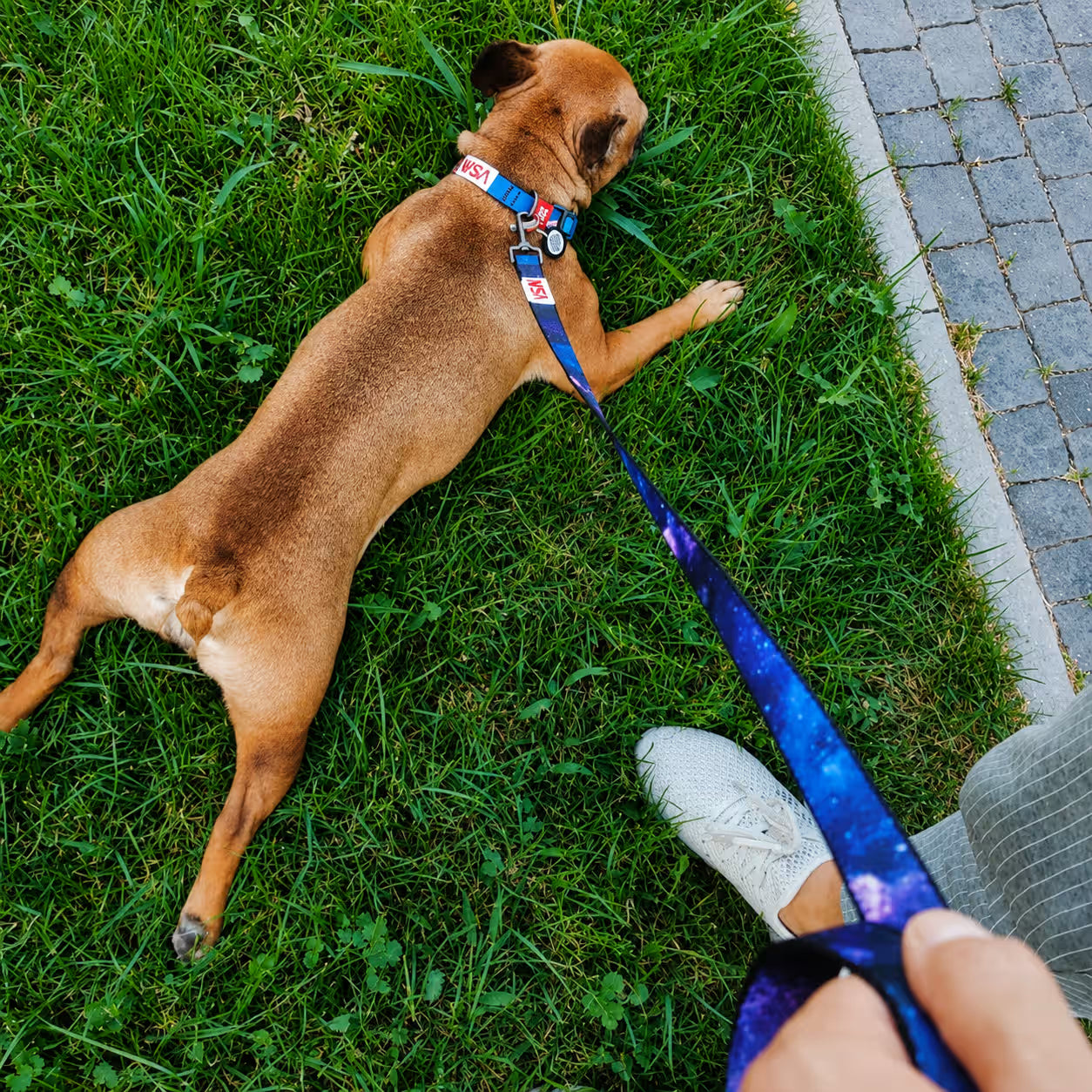 Nylon Dog Collar with Smart QR ID Tag - NASA21 Collection