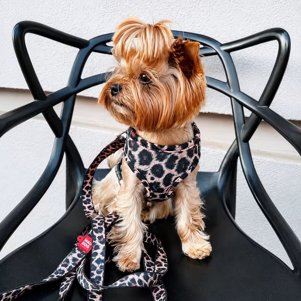 Nylon Dog Leash - Leopard Collection