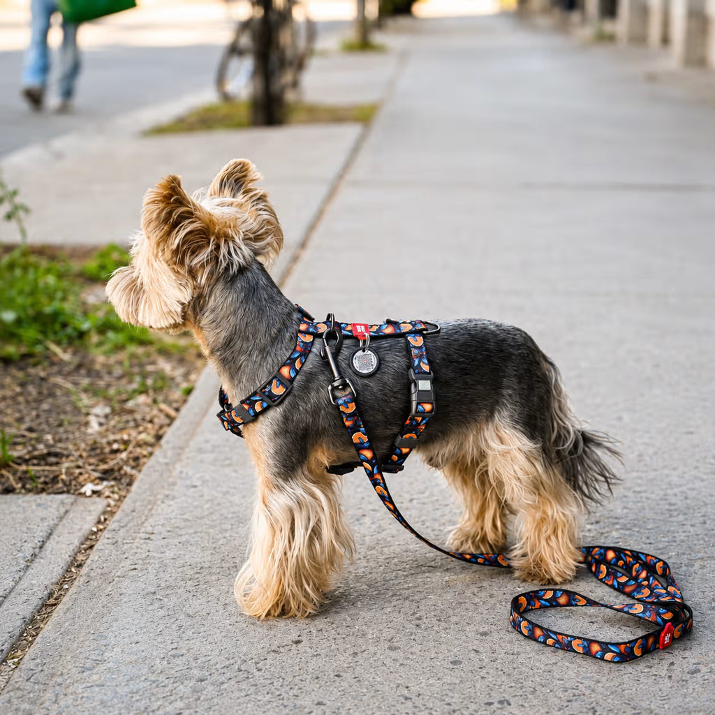 H-Harness Dog Harness with QR ID Tag – Monsters & Oranges Collection