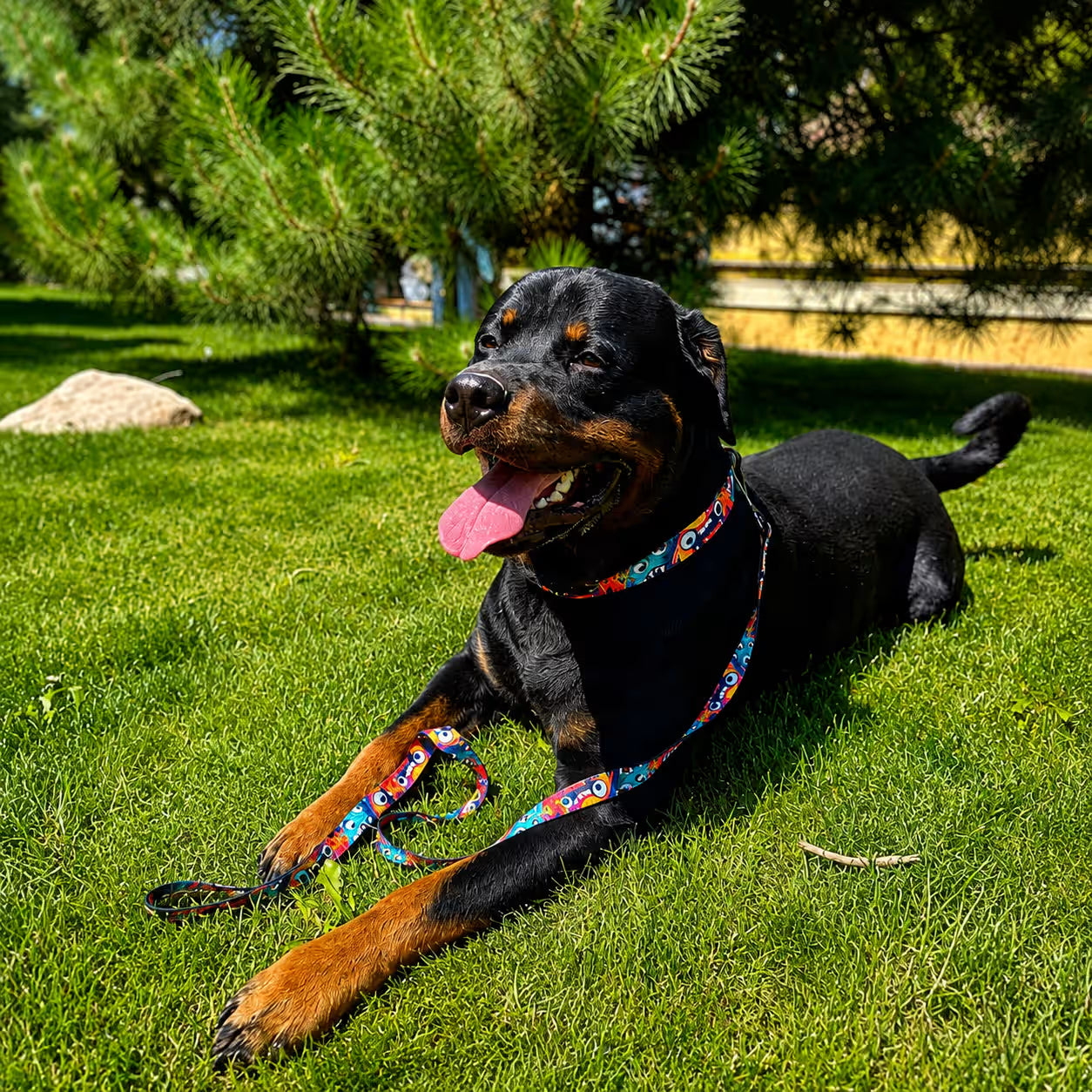 Nylon Dog Leash – Monsters & Oranges Collection