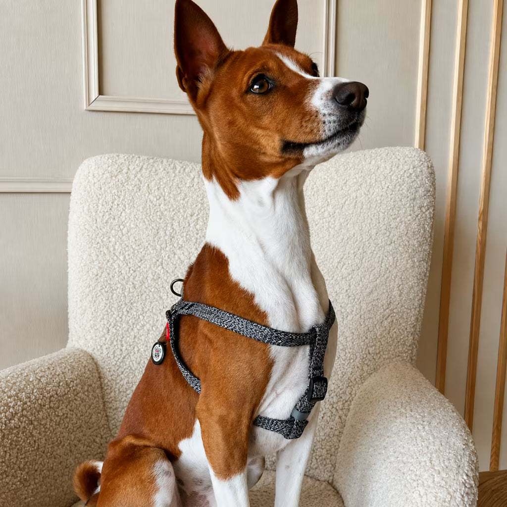 Eco Cotton Dog Harness - with Smart QR ID Tag