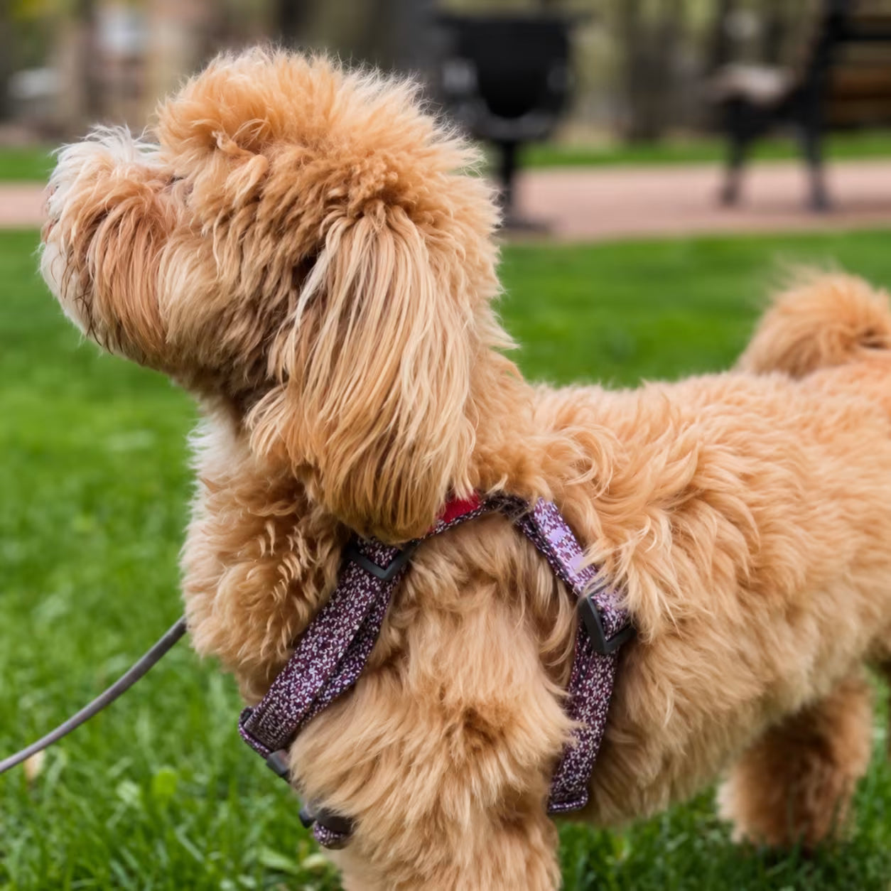 Eco Cotton Dog Harness - with Smart QR ID Tag