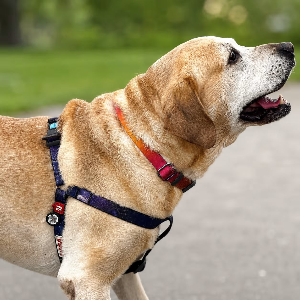 Nylon Dog Harness with Smart QR ID Tag - NASA21 Collection