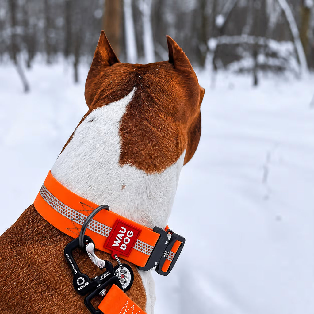 Collier de chien imperméable réfléchissant avec identification QR