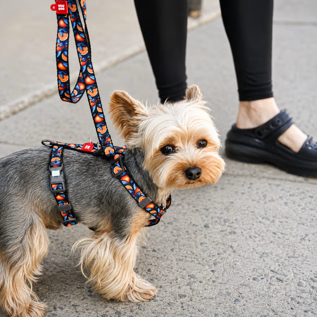 H-Harness Dog Harness with QR ID Tag – Monsters & Oranges Collection