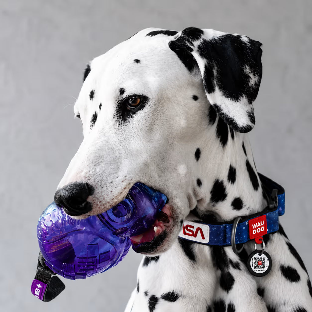 Nylon Dog Collar with Smart QR ID Tag - NASA21 Collection