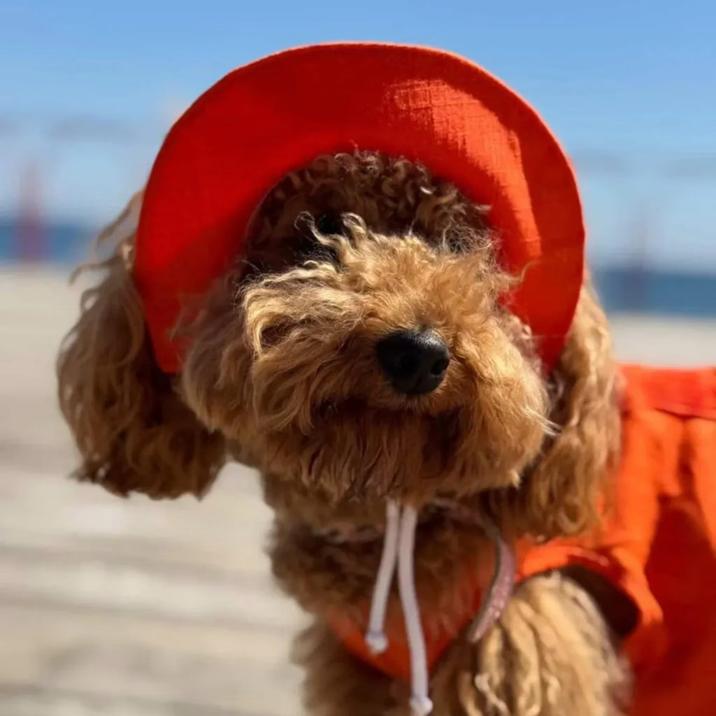 Combinaison légère d'été pour chien