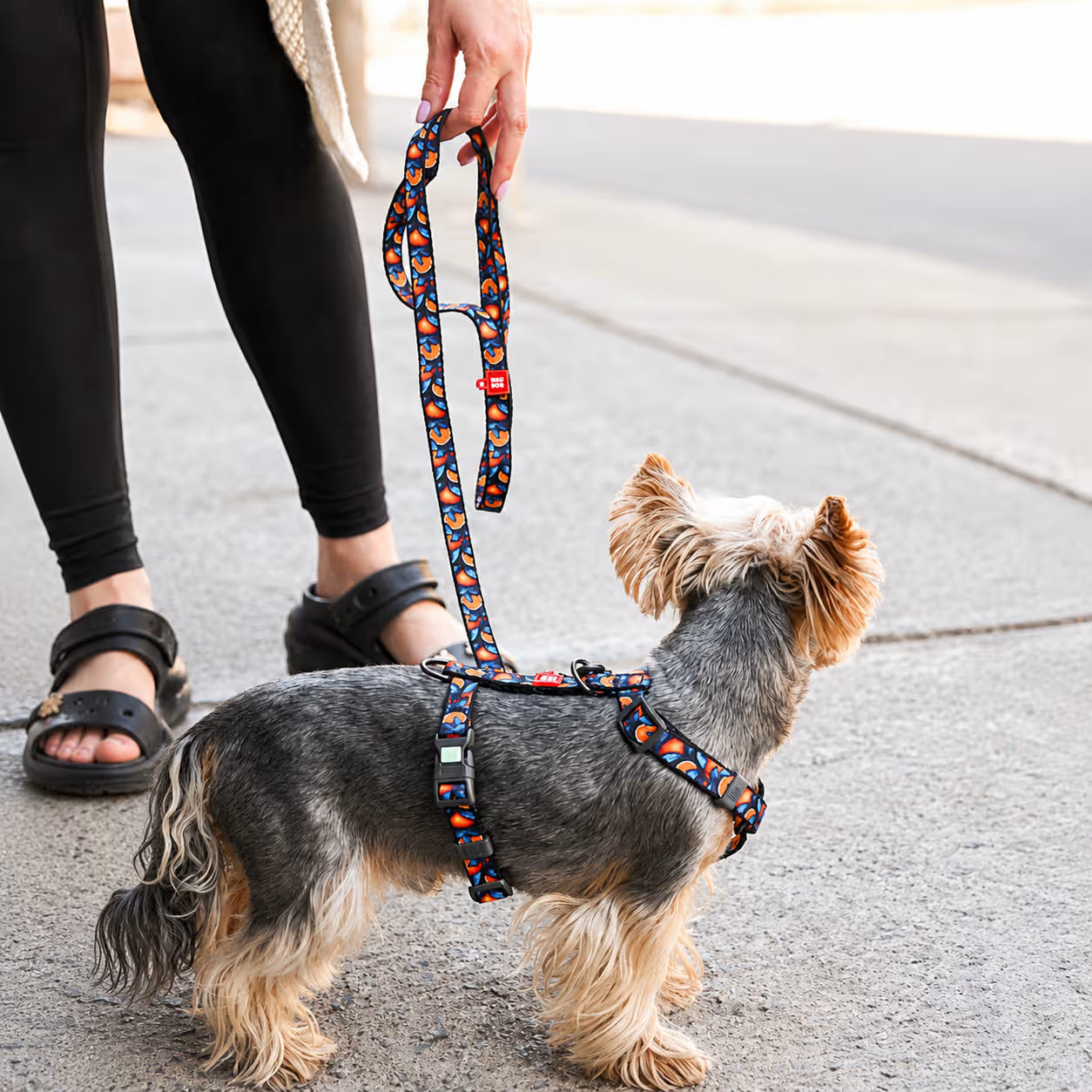 H-Harness Dog Harness with QR ID Tag – Monsters & Oranges Collection
