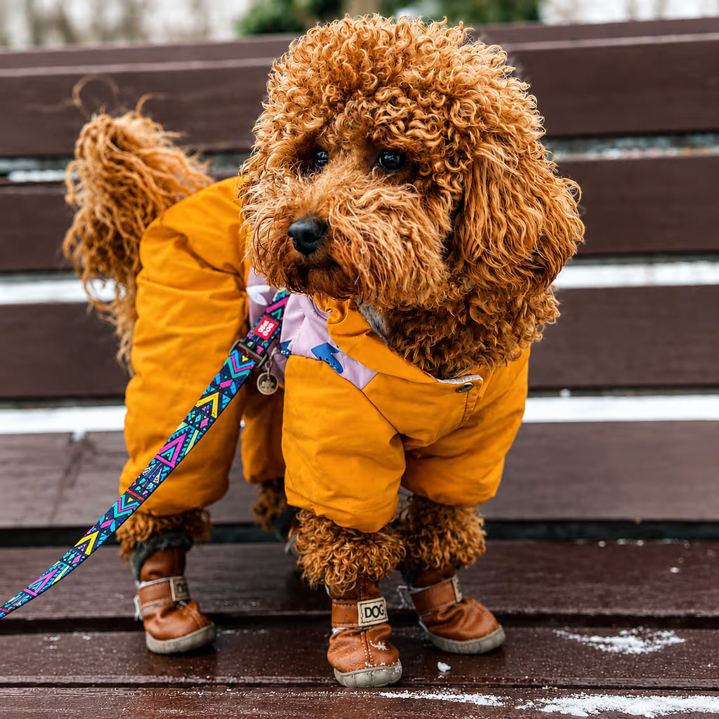 Nylon Dog Leash - Indie Collection