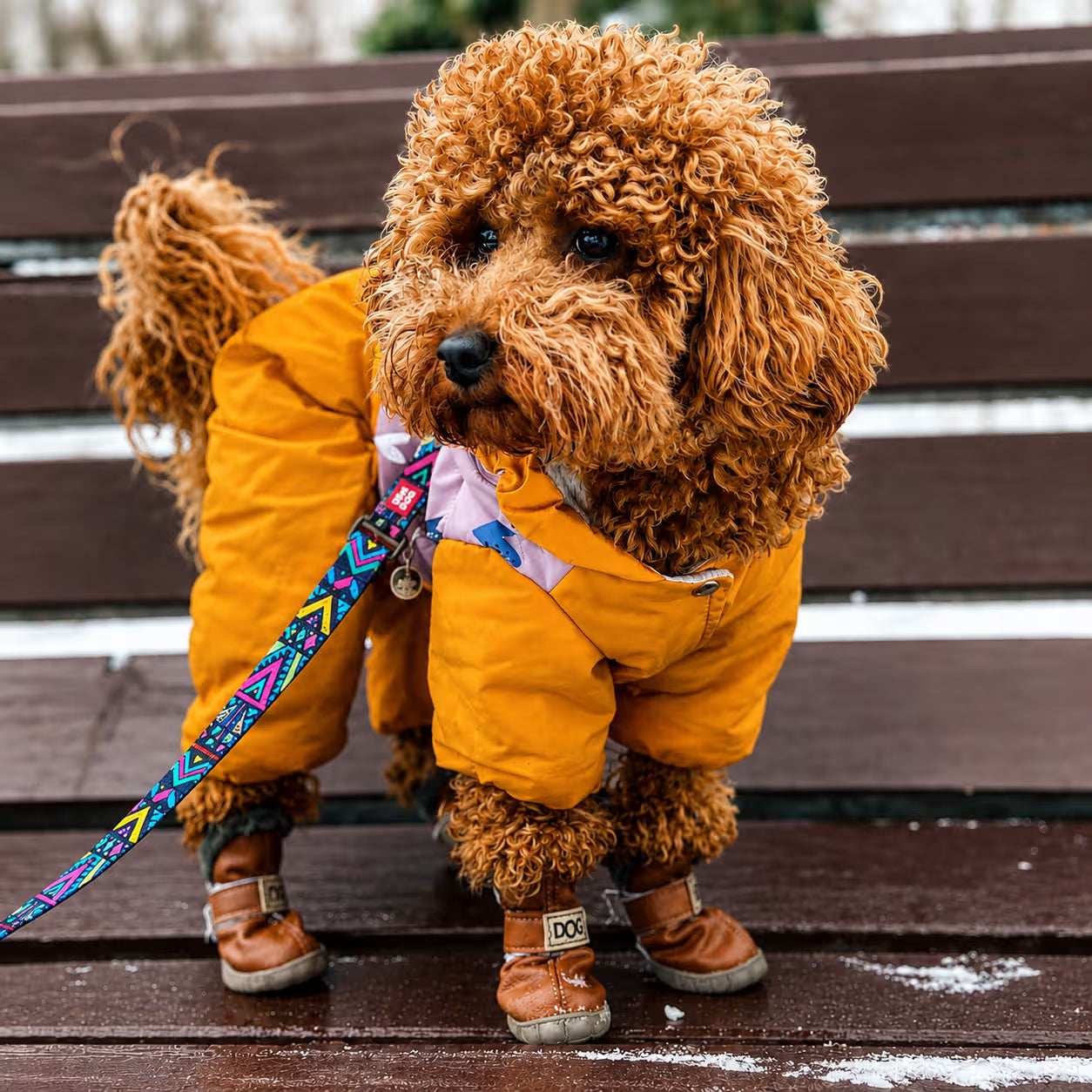 Nylon Dog Leash - Indie Collection