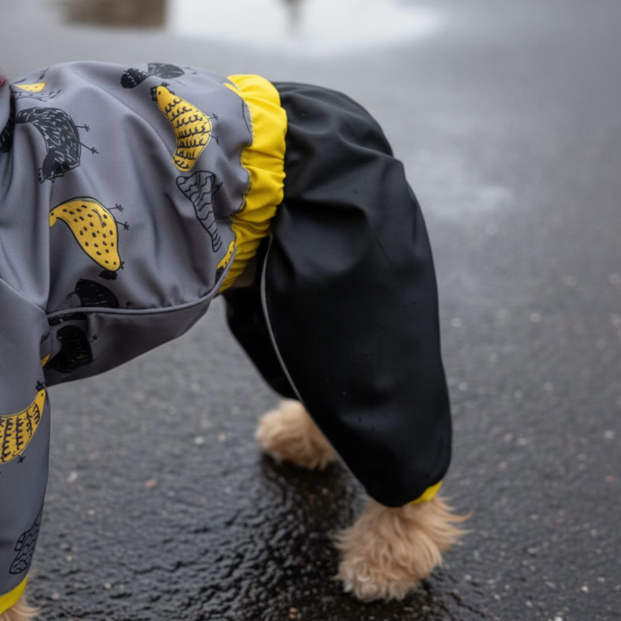 Waterproof Dog Raincoat for All-Weather Walks
