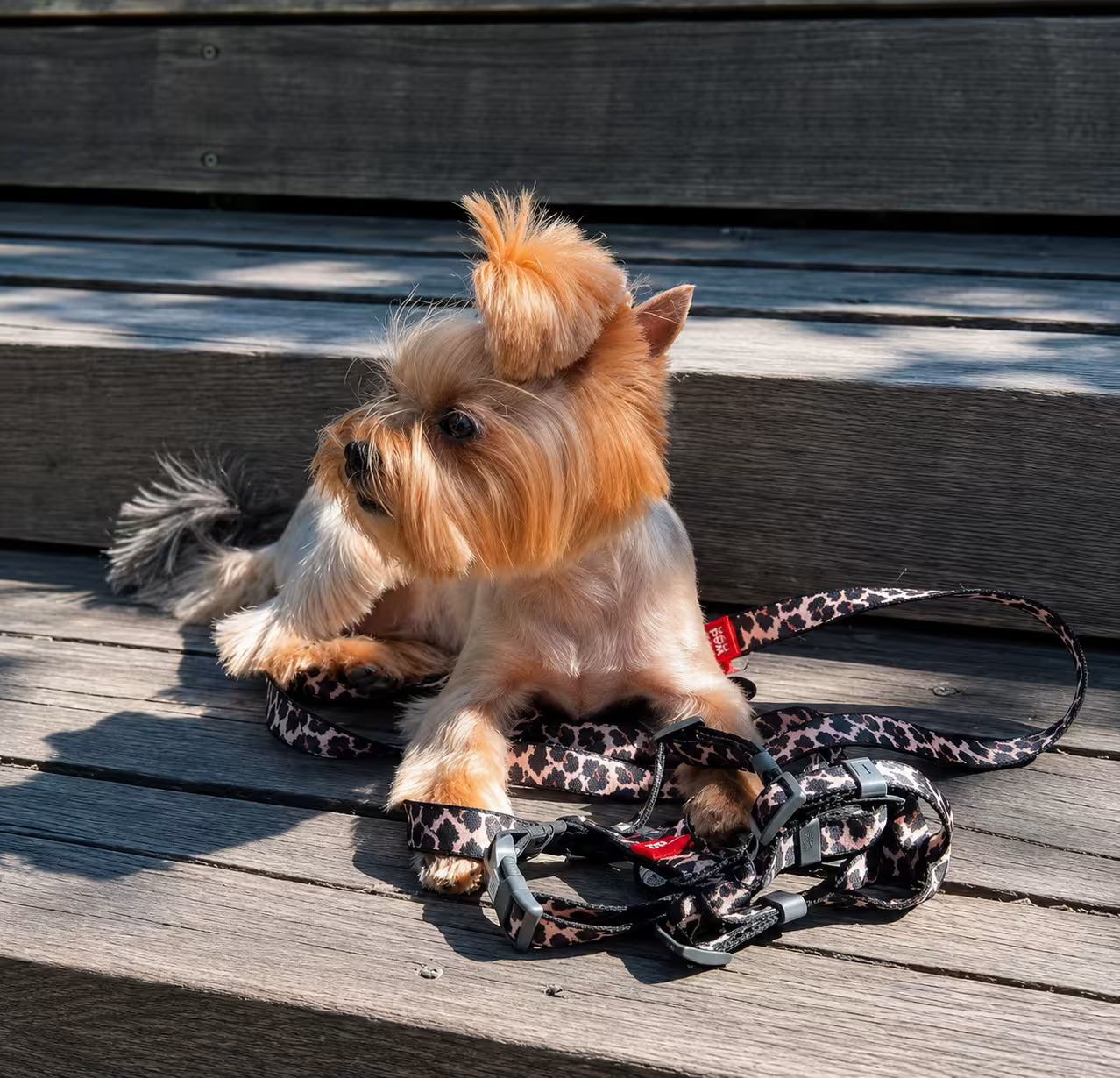 Nylon Dog Leash - Leopard Collection