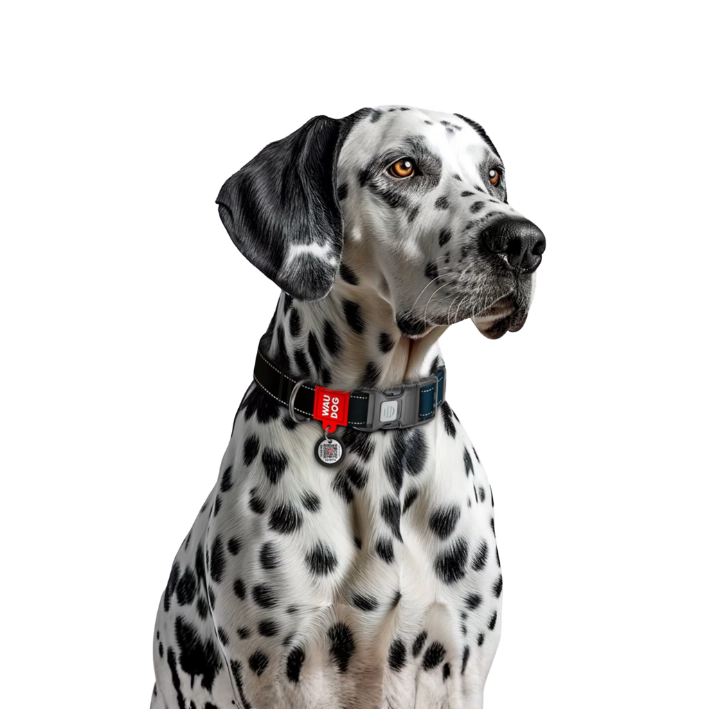 Mono Reflective Dog Collar with QR ID Tag