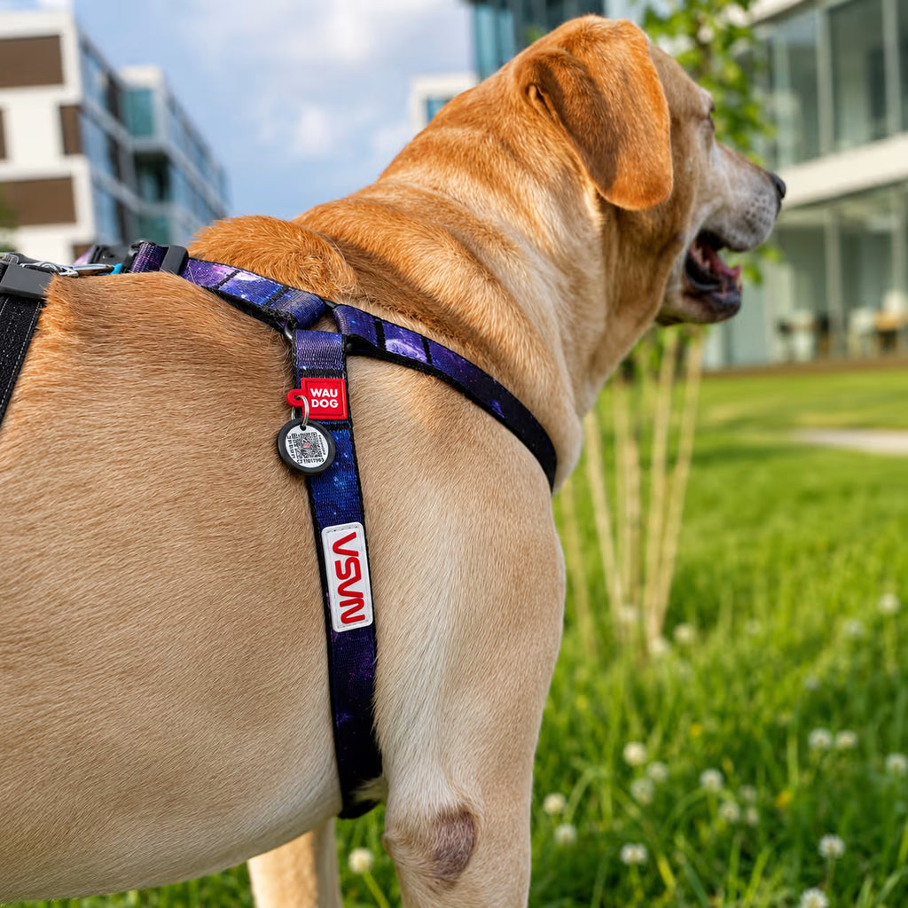 Nylon Dog Harness with Smart QR ID Tag - NASA21 Collection