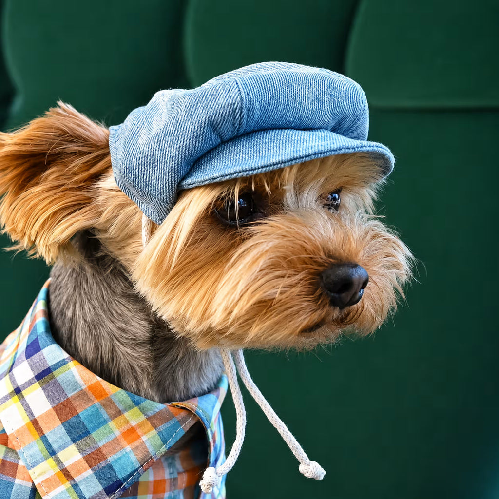 Jeans and Cap Denim Set for Small Dogs