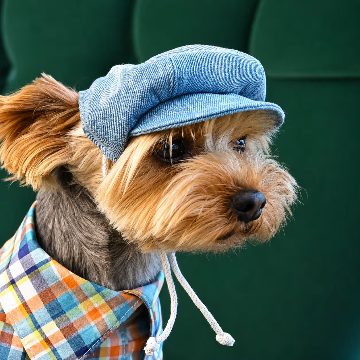 Jeans and Cap Denim Set for Small Dogs